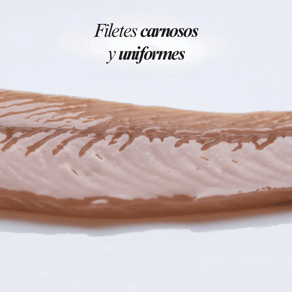 Filetes de anchoa del Cantábrico "00" Premium - Image 4